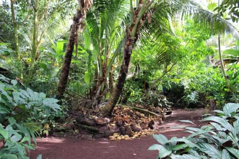 Paradise Eco Village Pahoa Buitenkant foto