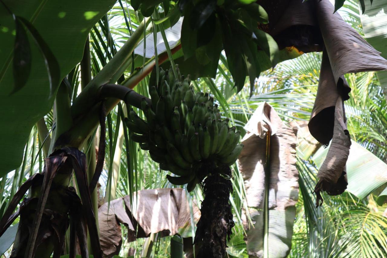 Paradise Eco Village Pahoa Buitenkant foto